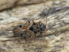 Ischnocoris flavipes