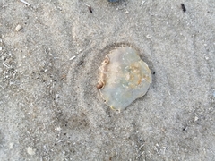 Liocarcinus holsatus