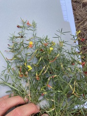 Acmispon wrightii