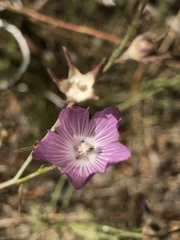 Sidalcea multifida
