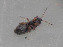 Ischnocoris flavipes