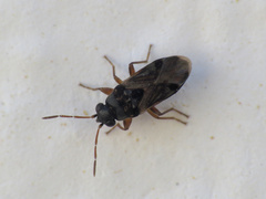 Ischnocoris flavipes