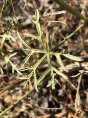 Sidalcea multifida