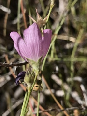 Sidalcea multifida