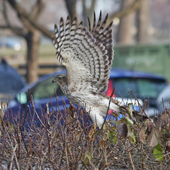 Accipiter cooperii