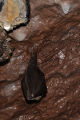 Rhinolophus hipposideros
