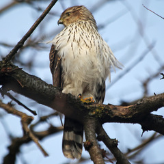 Accipiter cooperii