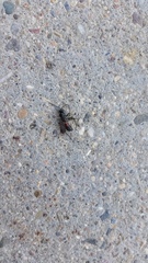 Arachnospila