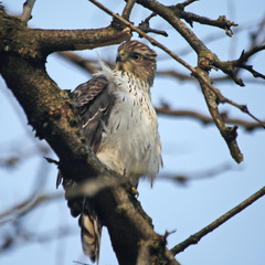 Accipiter cooperii