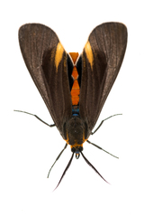 Dahana atripennis