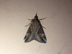 Hypena jussalis