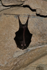 Rhinolophus hipposideros