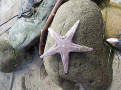 Astropecten armatus