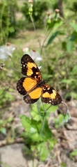 Chlosyne lacinia saundersi