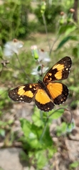 Chlosyne lacinia saundersi