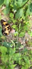 Chlosyne lacinia saundersi