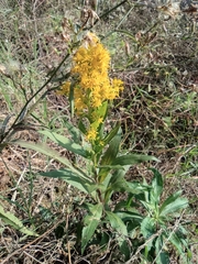Solidago decurrens