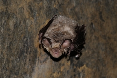 Rhinolophus euryale