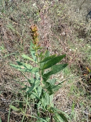 Solidago decurrens