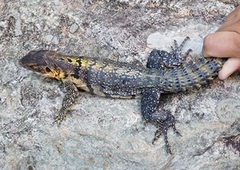 Ctenosaura flavidorsalis