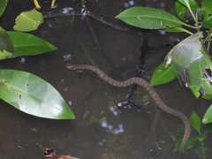 Cerberus schneiderii