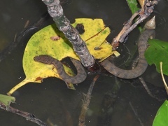 Cerberus schneiderii