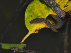 Cerberus schneiderii