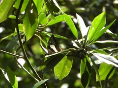 Polyura schreiber tisamenus