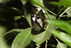 Polyura schreiber tisamenus