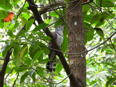 Cuculus micropterus