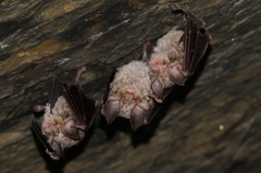 Rhinolophus euryale