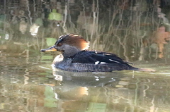 Lophodytes cucullatus
