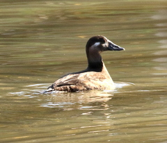 Melanitta perspicillata