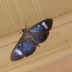 Erilusa leucoplagalis