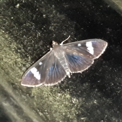 Erilusa leucoplagalis