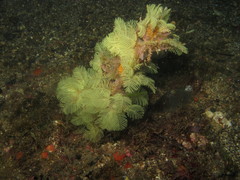 Salacia flavidula