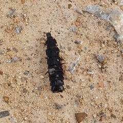 Pelania mauritanica