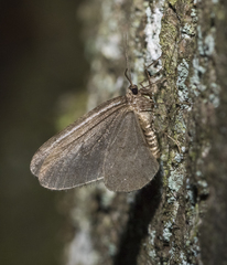 Operophtera fagata