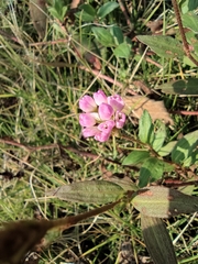 Persicaria criopolitana