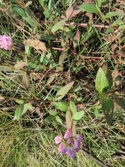 Persicaria criopolitana