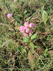 Persicaria criopolitana