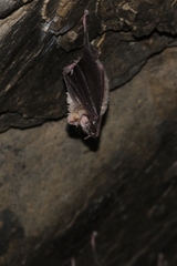 Rhinolophus euryale