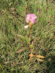 Persicaria criopolitana
