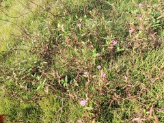 Persicaria criopolitana