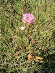 Persicaria criopolitana