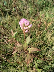 Persicaria criopolitana