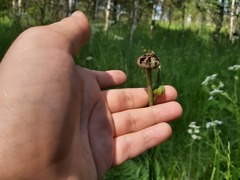 Microbotryum tragopogonis-pratensis