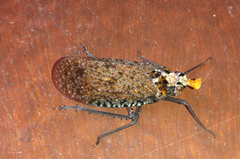 Phrictus auromaculatus