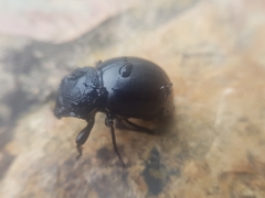 Ocnodes