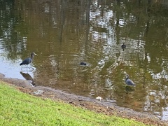 Podilymbus podiceps podiceps